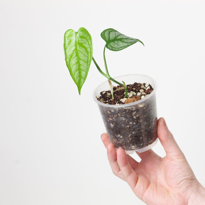 Monstera siltepecana 'El Salvador' — 9cm