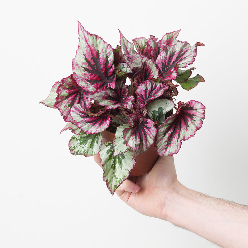 Begonia Evening Glow Plants GrowTropicals