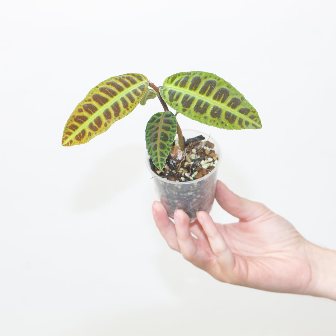 Emblemantha urnulata 6cm Plants GrowTropicals