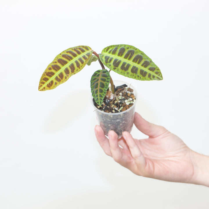 Emblemantha urnulata 6cm Plants GrowTropicals