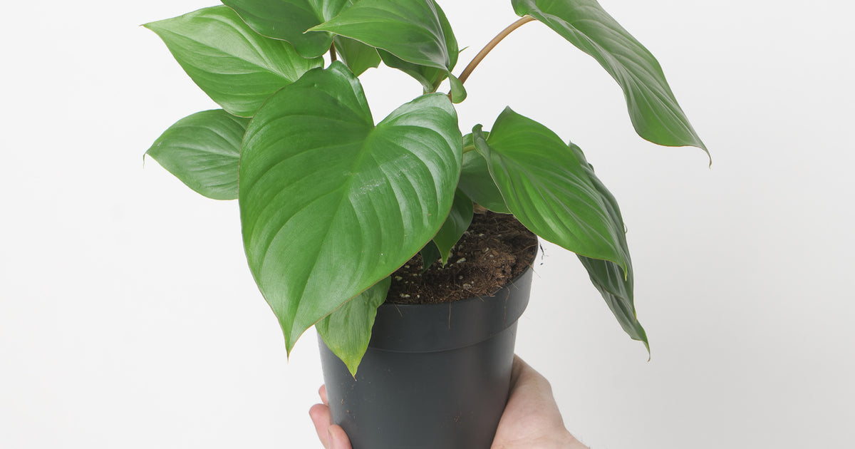 emerald gem philodendron Homalomena 'Emerald Green' | Plants