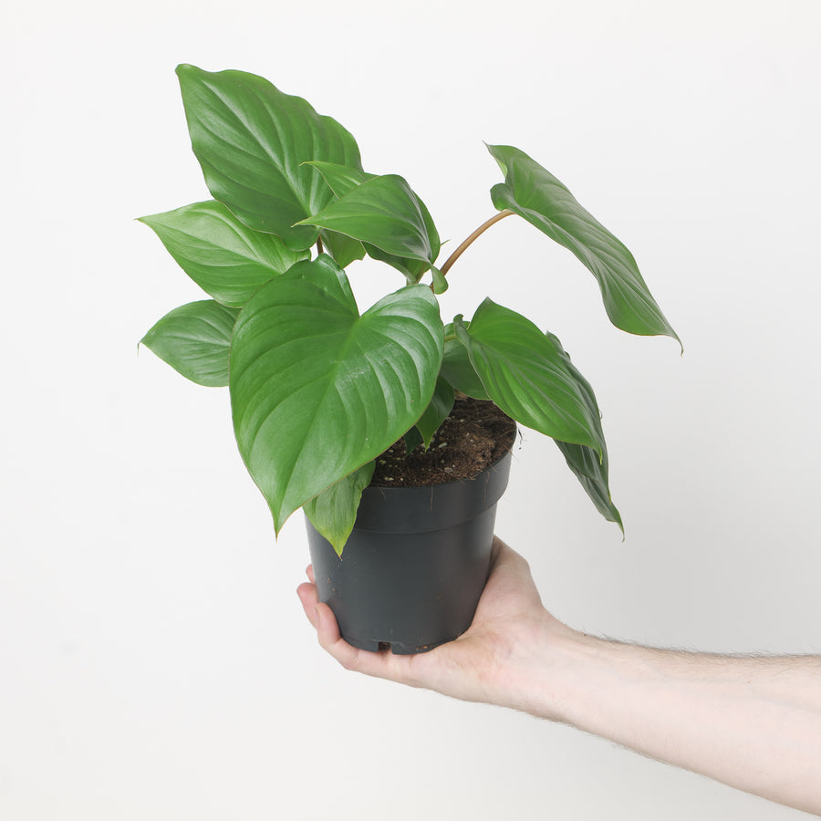 Homalomena 'Emerald Green' Plants GrowTropicals