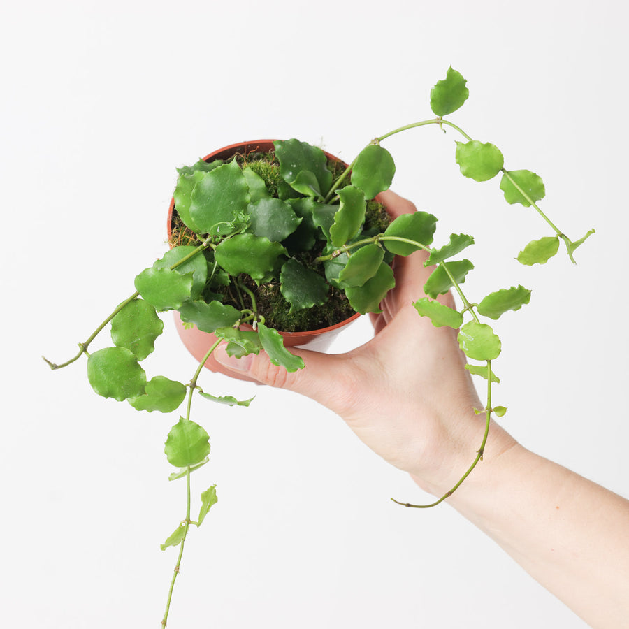 Hoya endauensis 10.5cm Plants GrowTropicals