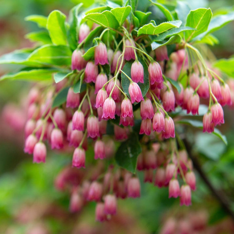 Enkianthus campanulatus Plants - Outdoor GROW TROPICALS