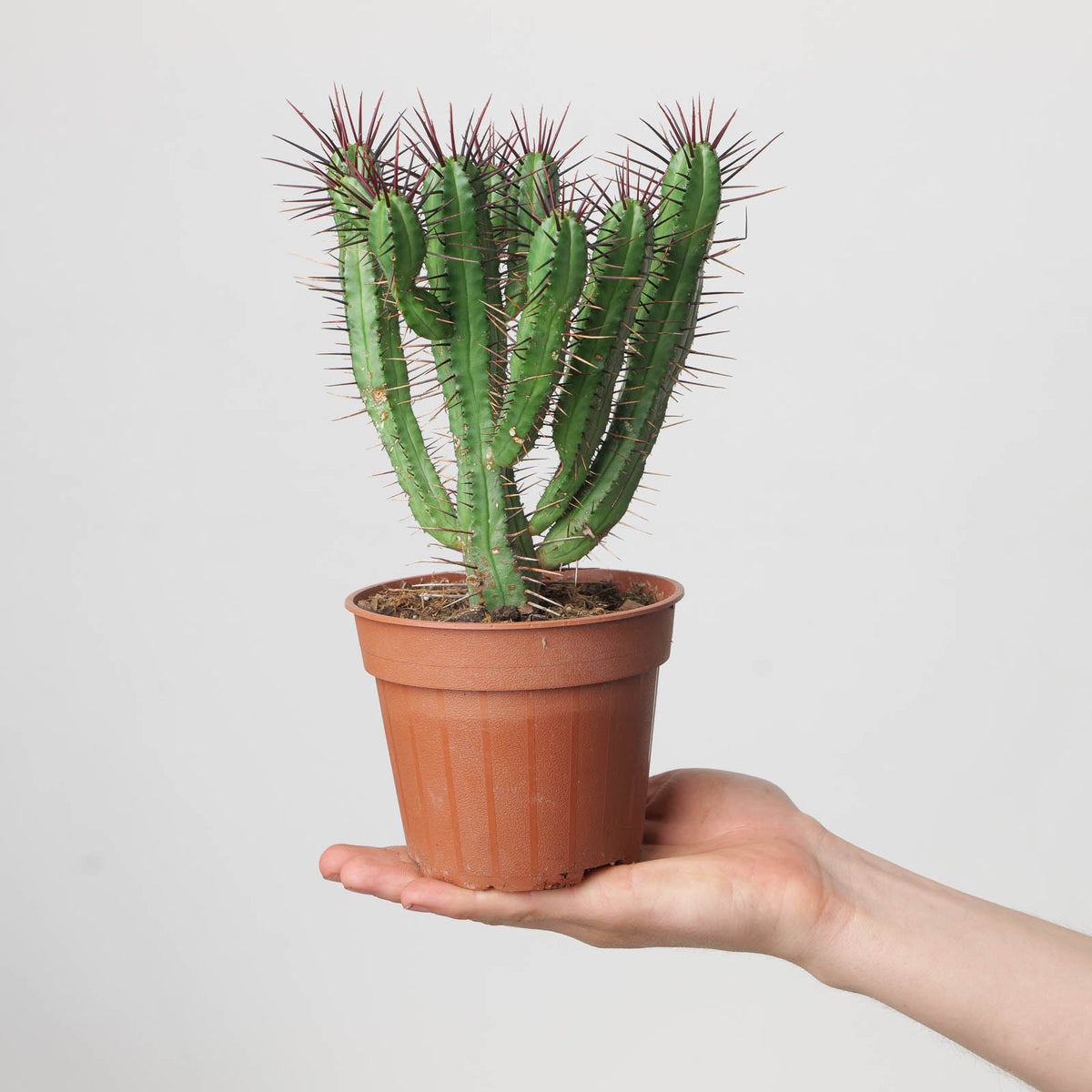 Euphorbia enopla | Plants | GrowTropicals.com