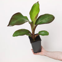 Ensete ventricosum 'Maurelii'