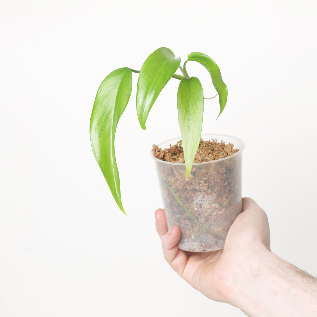 Epipremnum giganteum 9cm Plants GrowTropicals