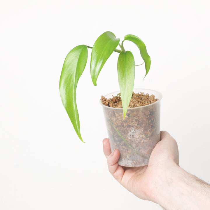 Epipremnum giganteum 9cm Plants GrowTropicals