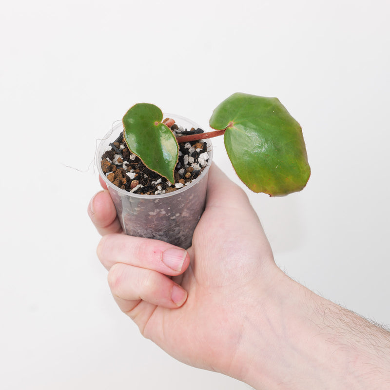 Begonia epipsila Plants GrowTropicals