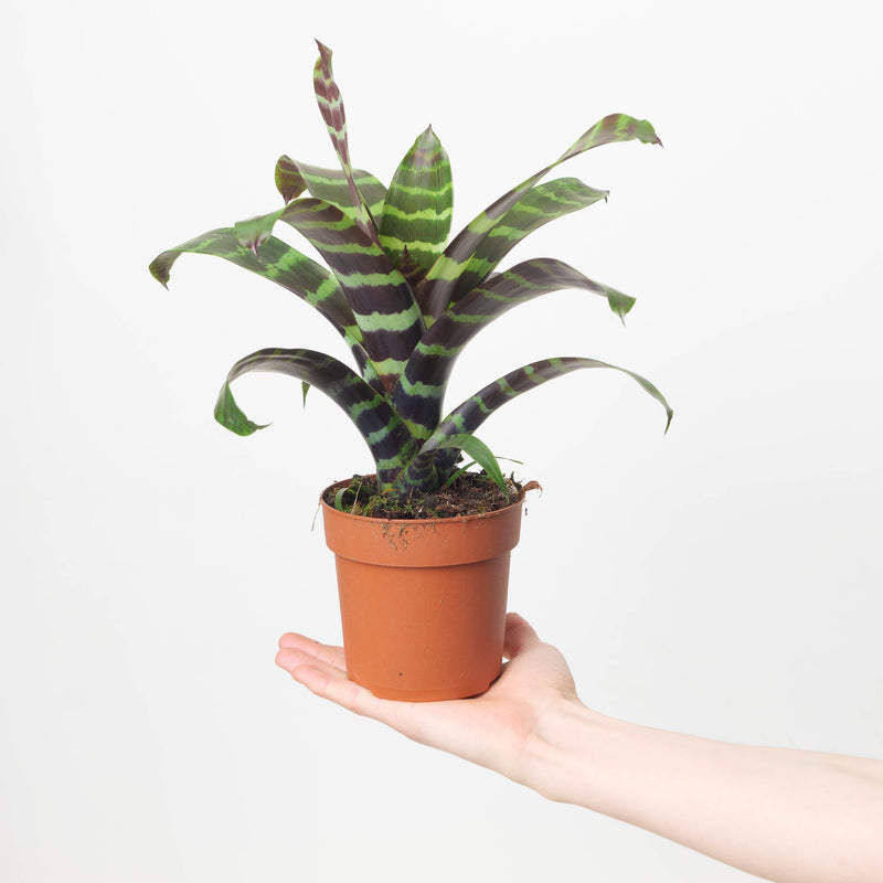 Vriesea 'Era' aff. 12cm Plants GrowTropicals