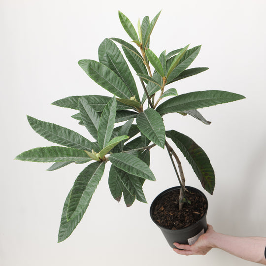 Eriobotrya japonica 'Rose Anne' Plants - Outdoor GROW TROPICALS