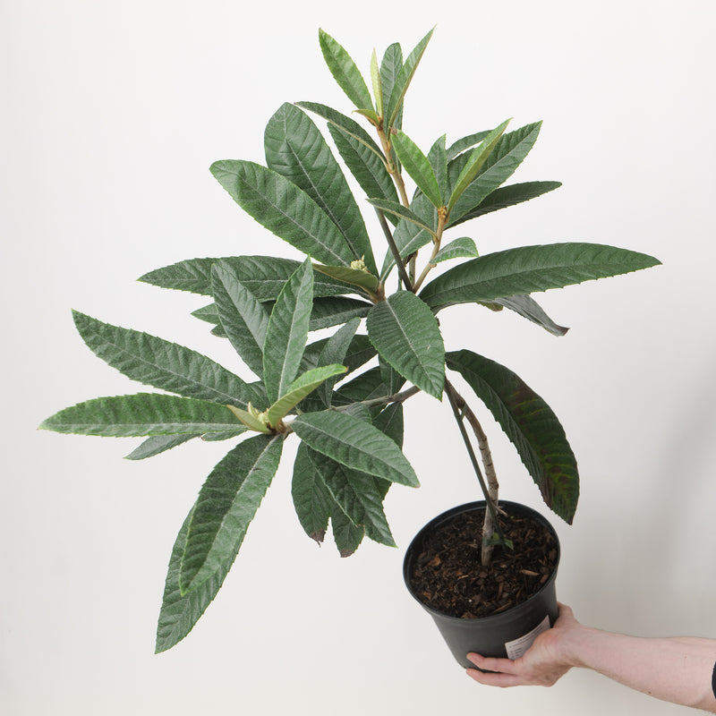 Eriobotrya japonica 'Rose Anne' Plants - Outdoor GROW TROPICALS