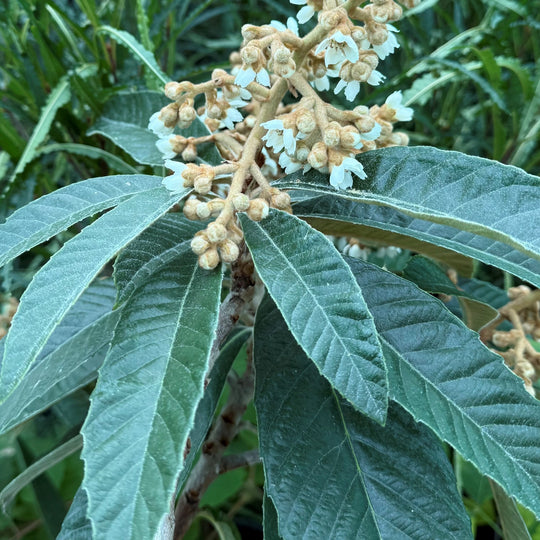 Eriobotrya japonica 'Rose Anne' Plants - Outdoor GROW TROPICALS