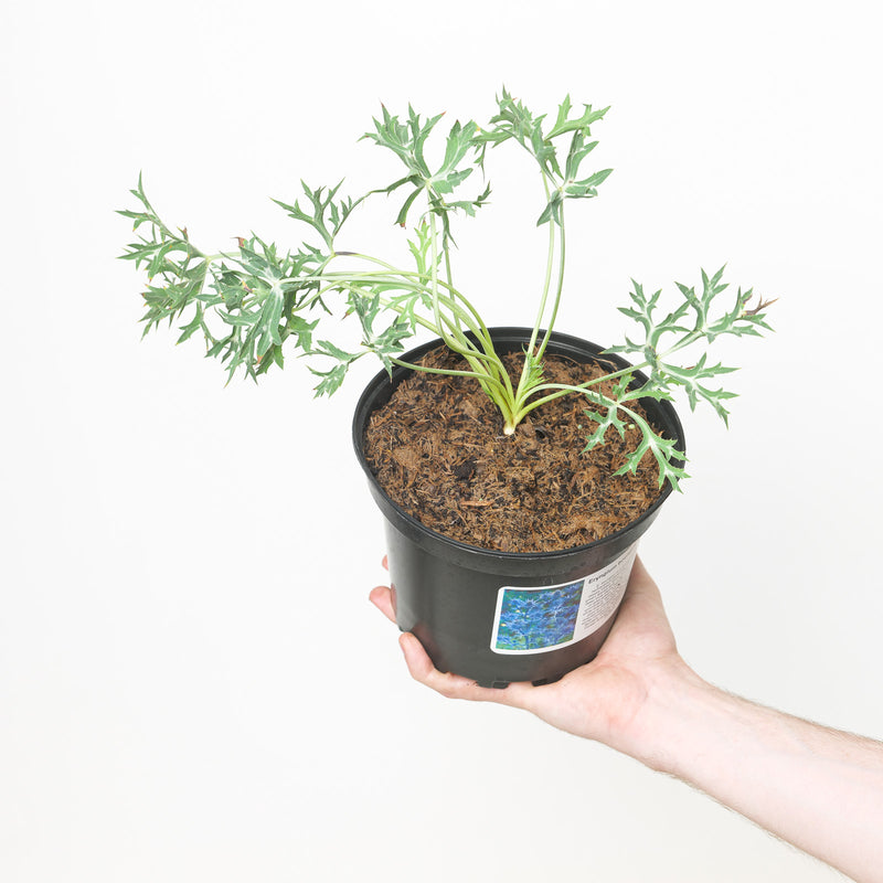 Eryngium bourgatii — 17cm / 2L
