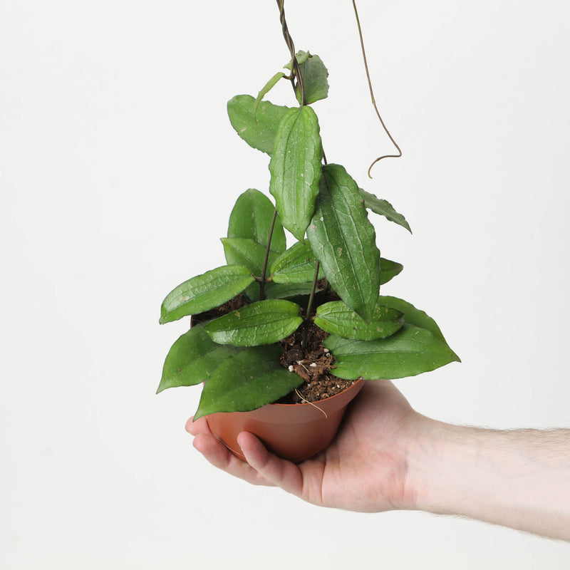 Hoya erythrina 12cm Plants GrowTropicals