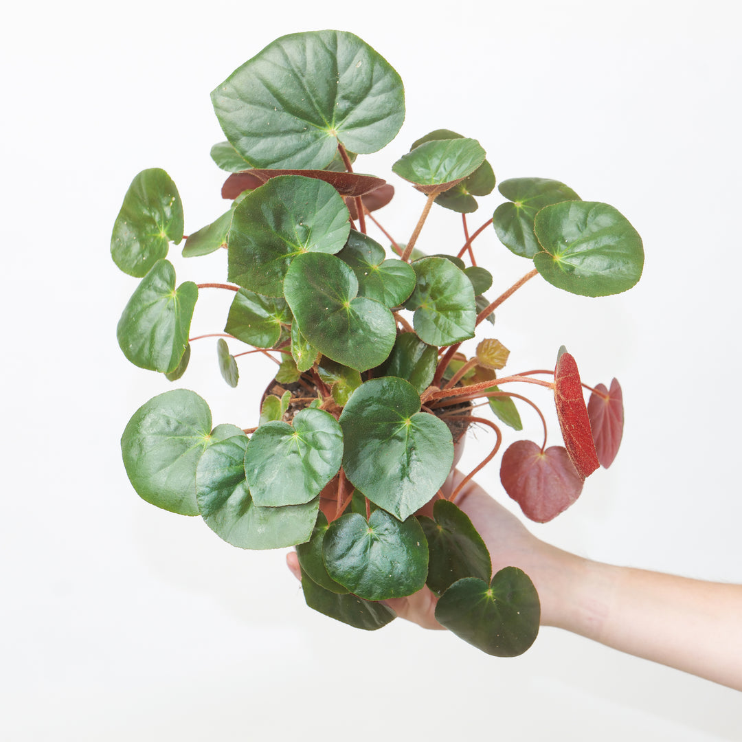 Begonia erythrophylla Plants GrowTropicals