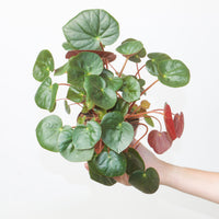 Begonia erythrophylla