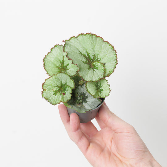 Begonia 'Escargot' 6cm Plants GrowTropicals