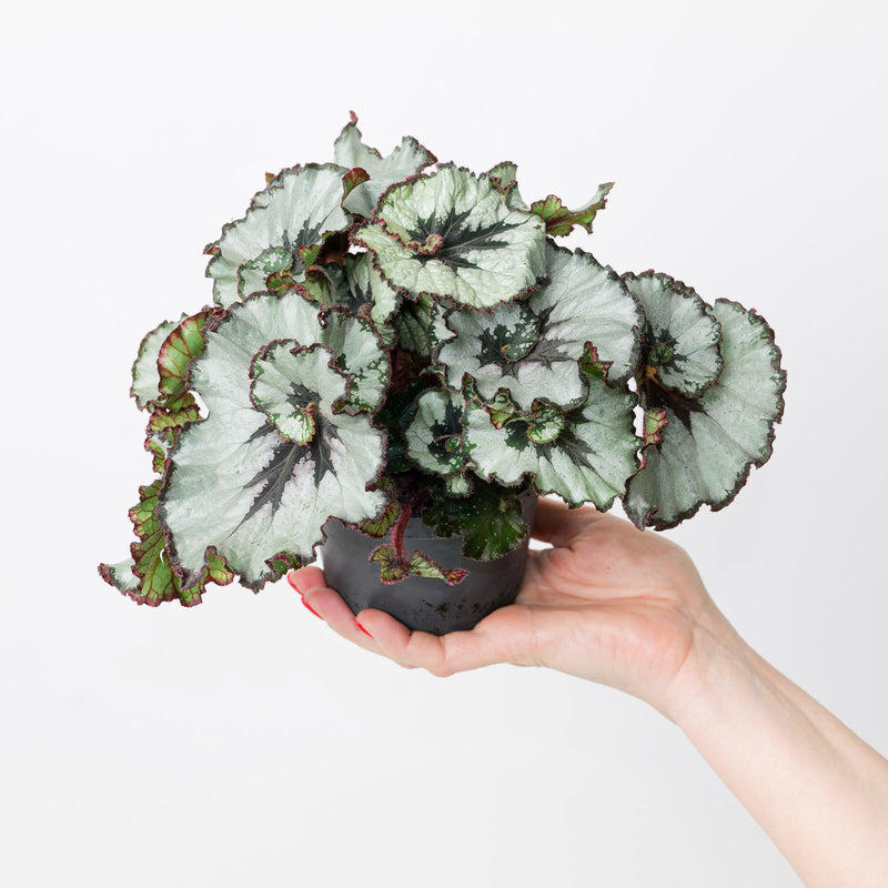 Begonia 'Escargot' 12cm Plants GrowTropicals