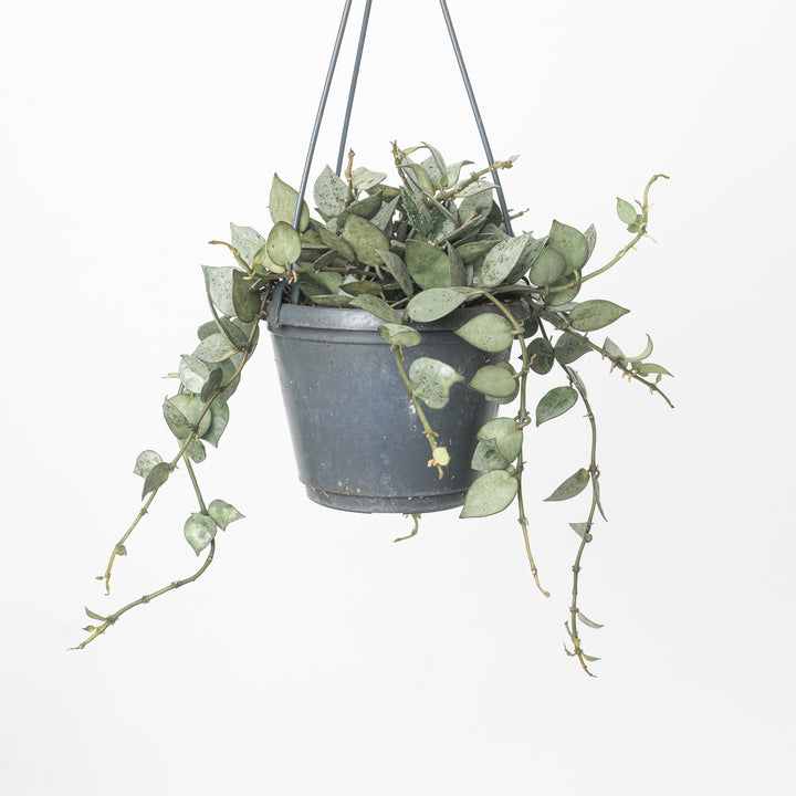 Hoya krohniana 'Eskimo' 14cm Plants GrowTropicals