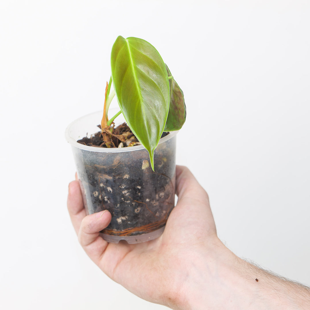 Philodendron esmeraldense 'Narrow' 9cm Plants GrowTropicals