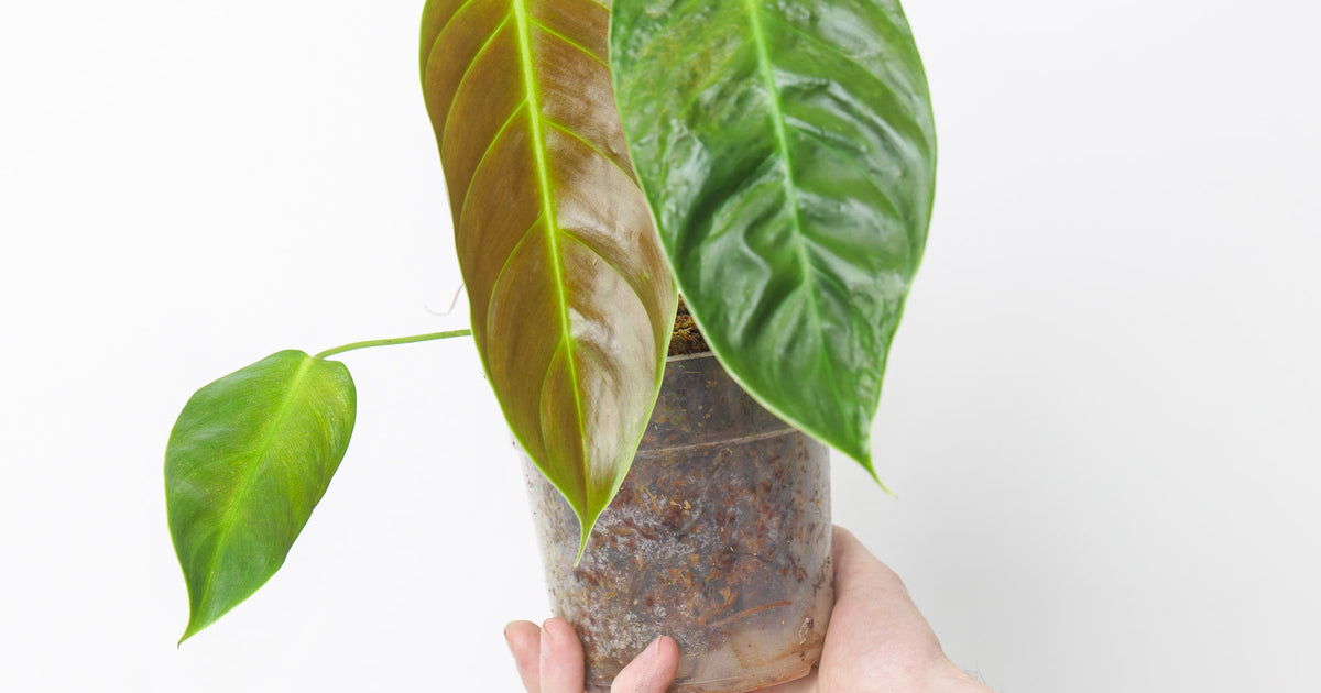 Philodendron esmeraldense 'Narrow' | Plants | GrowTropicals.com
