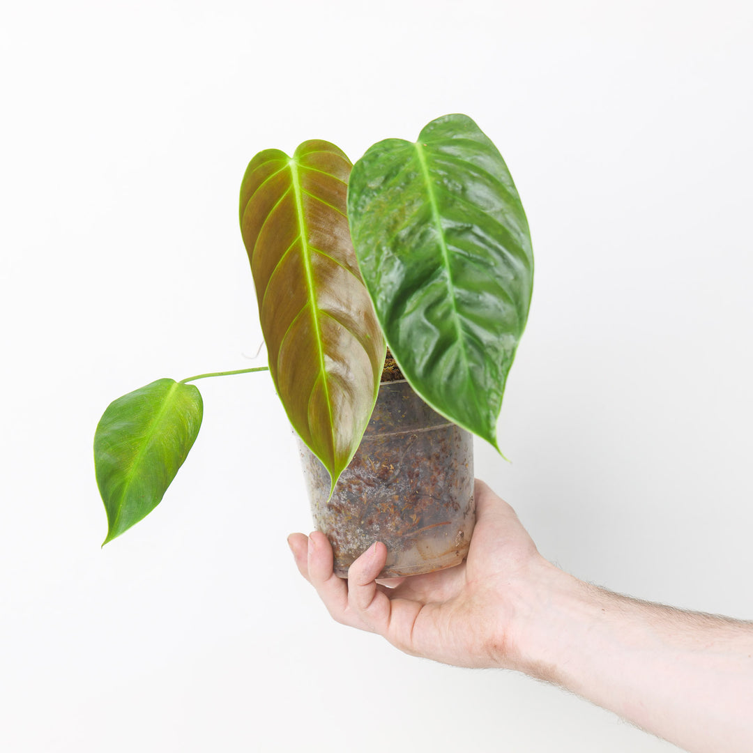 Philodendron esmeraldense 'Narrow' 12cm Plants GrowTropicals