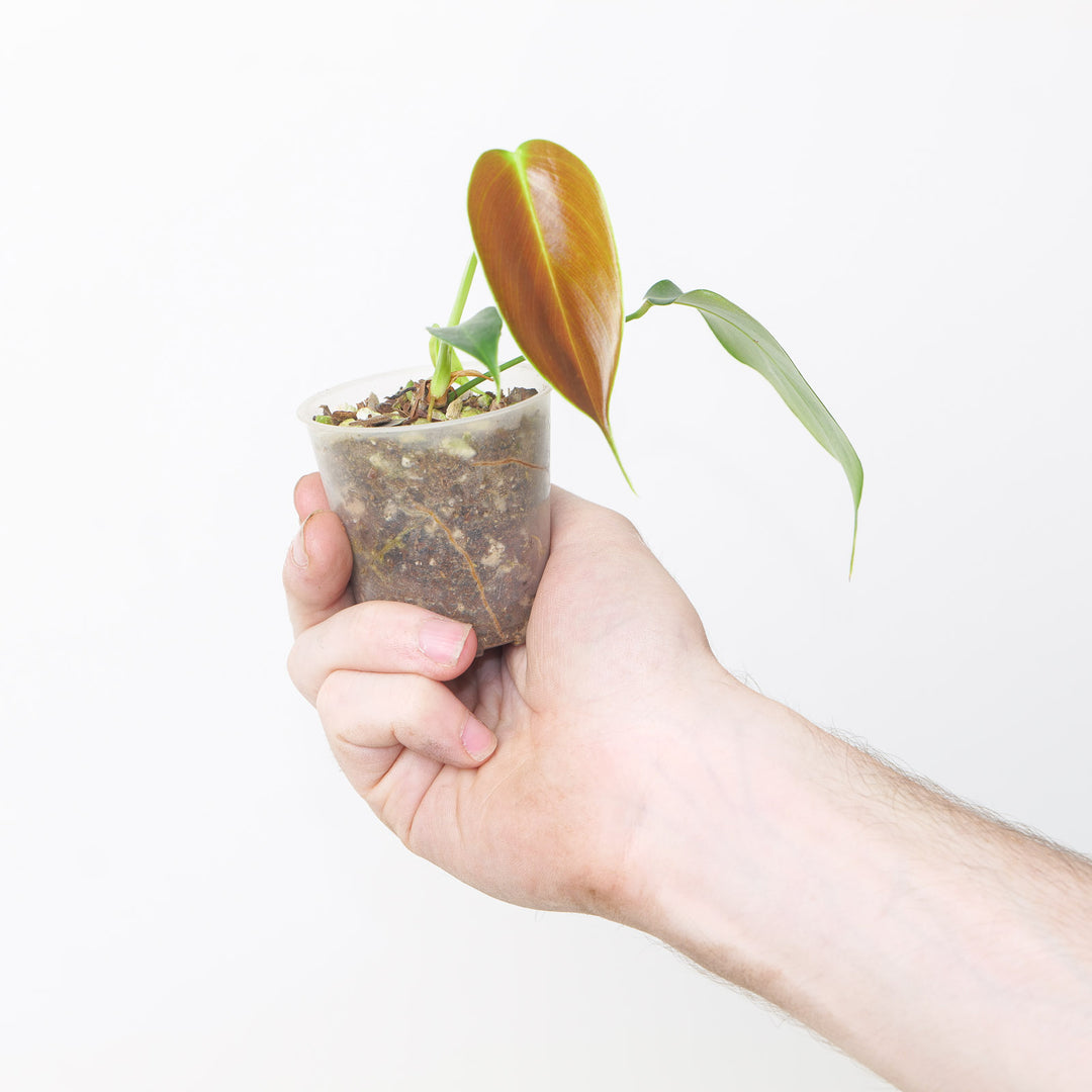 Philodendron esmeraldense 'Narrow' 6cm Plants GrowTropicals