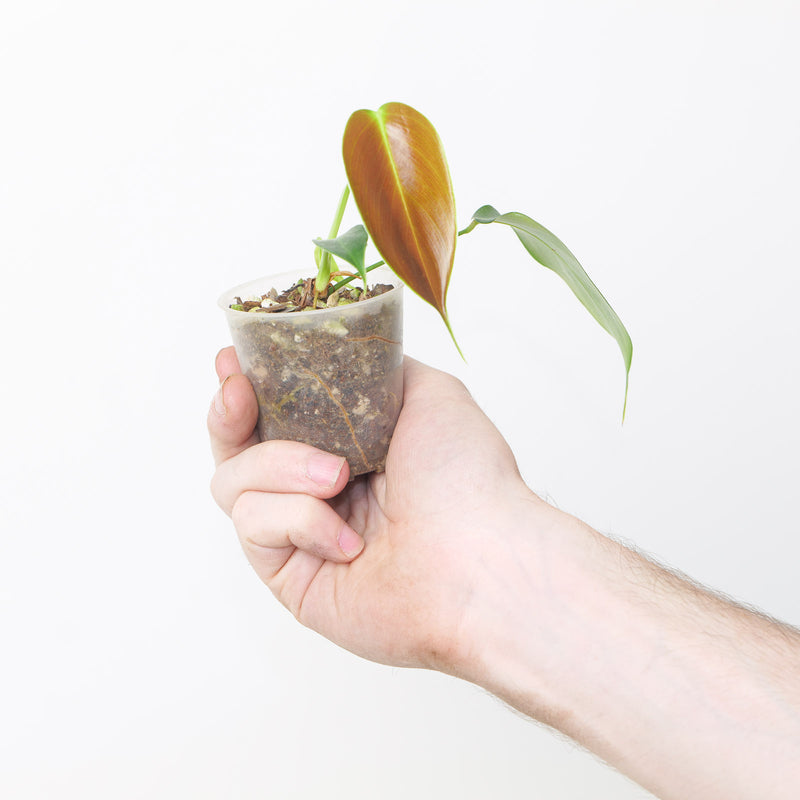 Philodendron esmeraldense 'Narrow' — 6cm