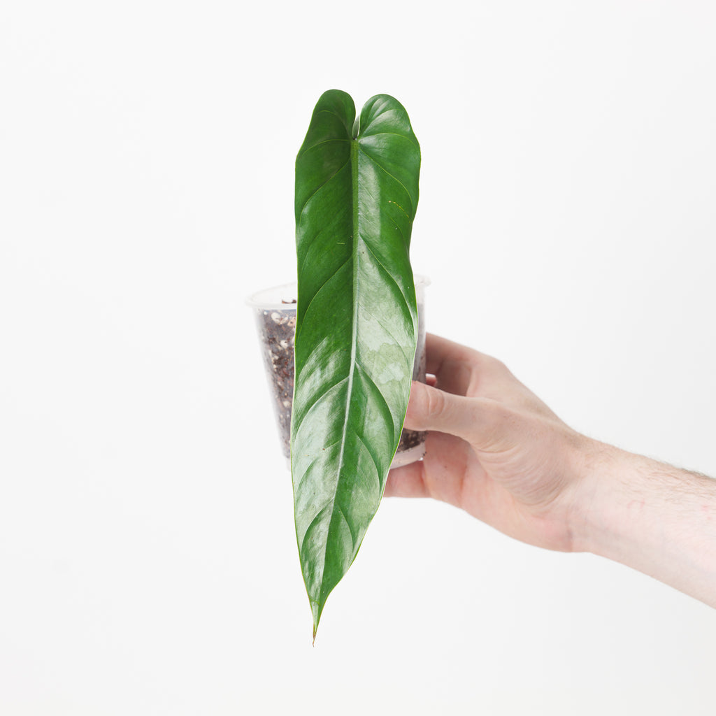 philodendron esmeralda Philodendron sp Esmeraldas | Plants