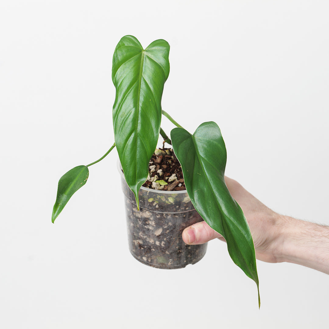 philodendron sp esmeraldas Philodendron sp Esmeraldas
