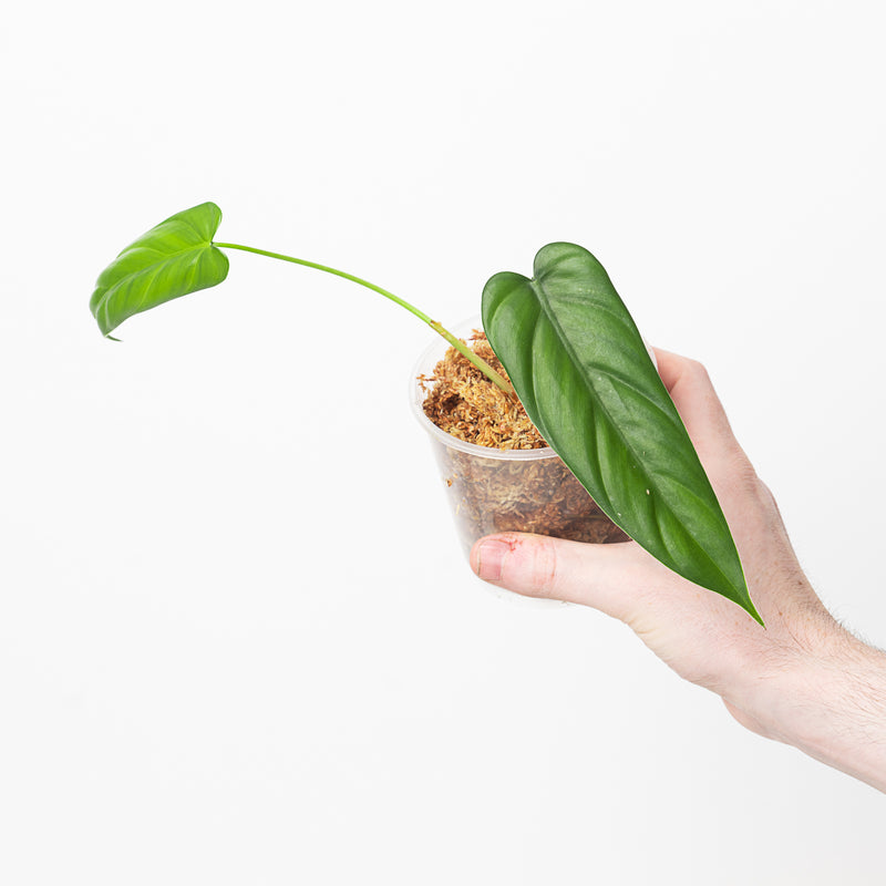 Philodendron sp Esmeraldas Plants GrowTropicals