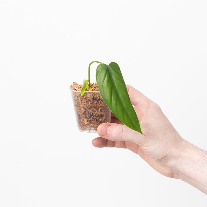 Philodendron sp Esmeraldas — 6cm