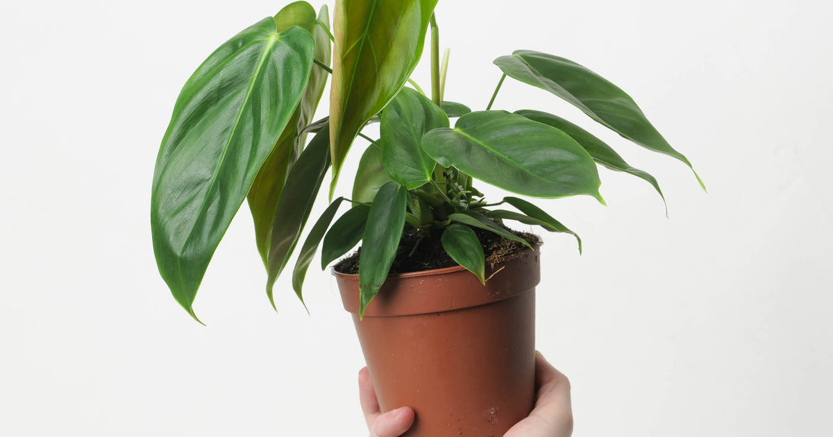 philodendron esmeraldense for sale Philodendron esmeraldense | Plants