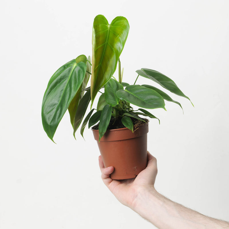 Philodendron esmeraldense Plants GrowTropicals