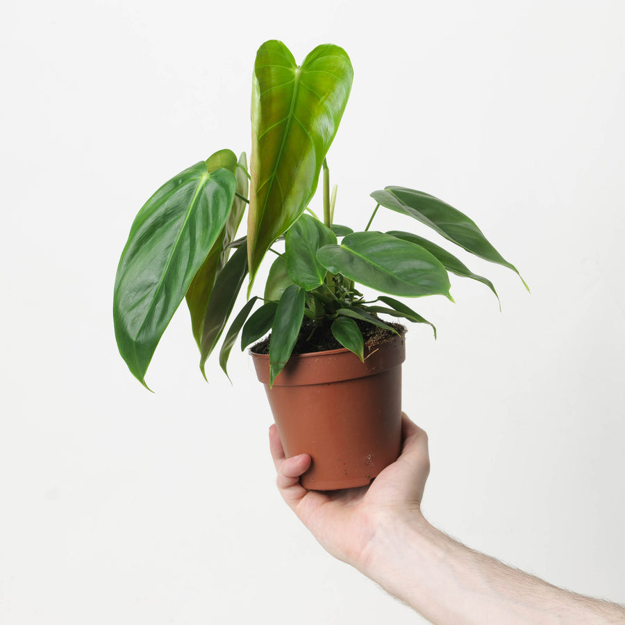 Philodendron esmeraldense - GROW TROPICALS