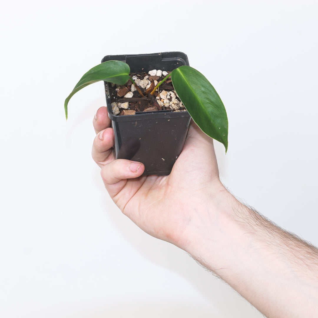 Philodendron esmeraldense 'Narrow' 7cm Plants GrowTropicals