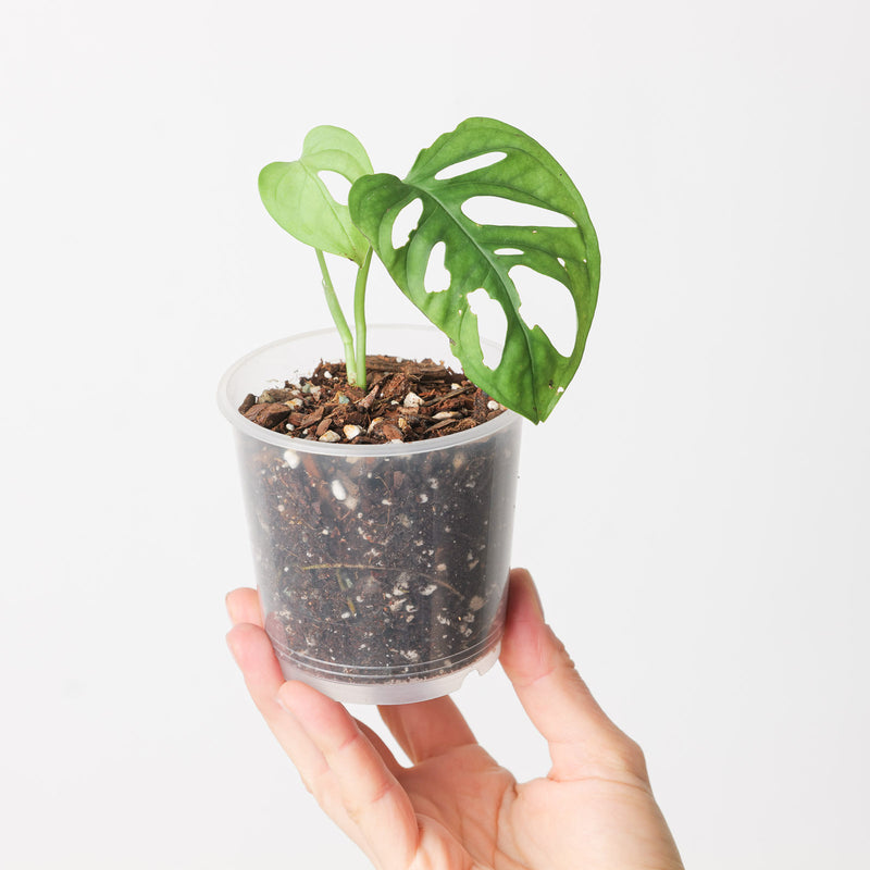 Monstera cf. 'Esqueleto' Peru — 9cm Rooted Cutting