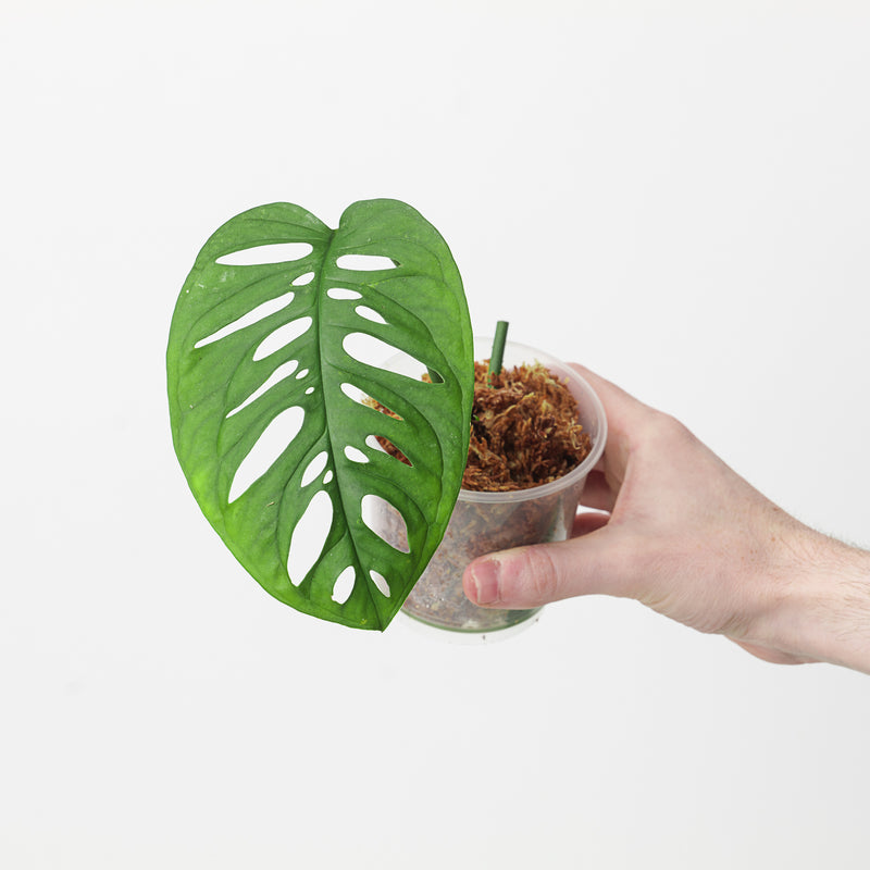 Monstera cf. 'Esqueleto' Peru Plants GrowTropicals