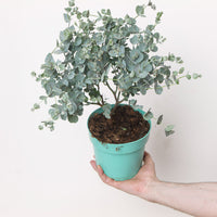 Eucalyptus gunnii 'Azura'