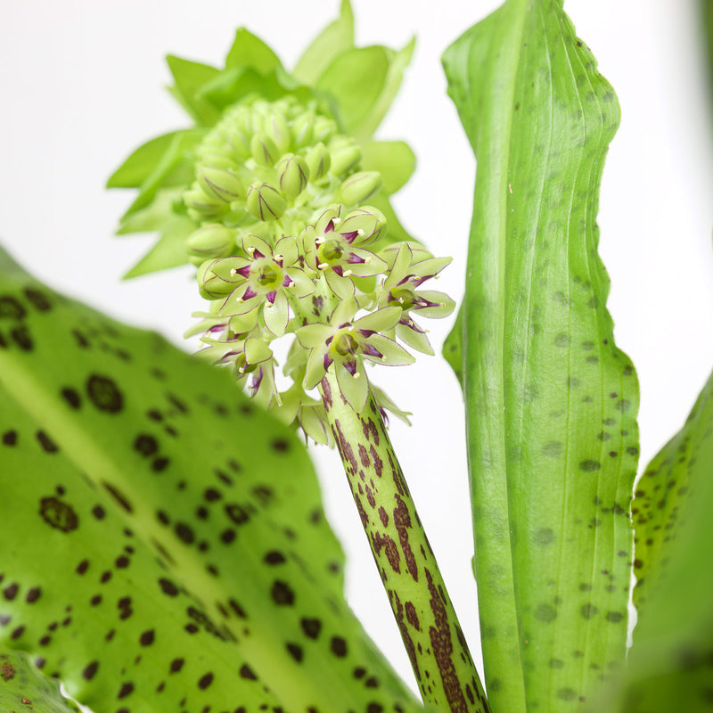 Eucomis bicolor 'White' — 17cm / 2L
