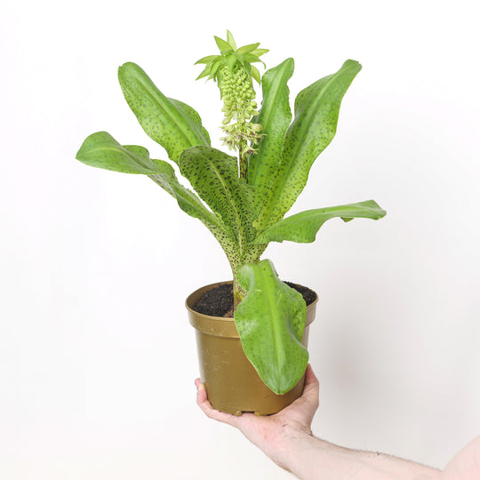 Eucomis bicolor 'White' Plants - Outdoor GROW TROPICALS