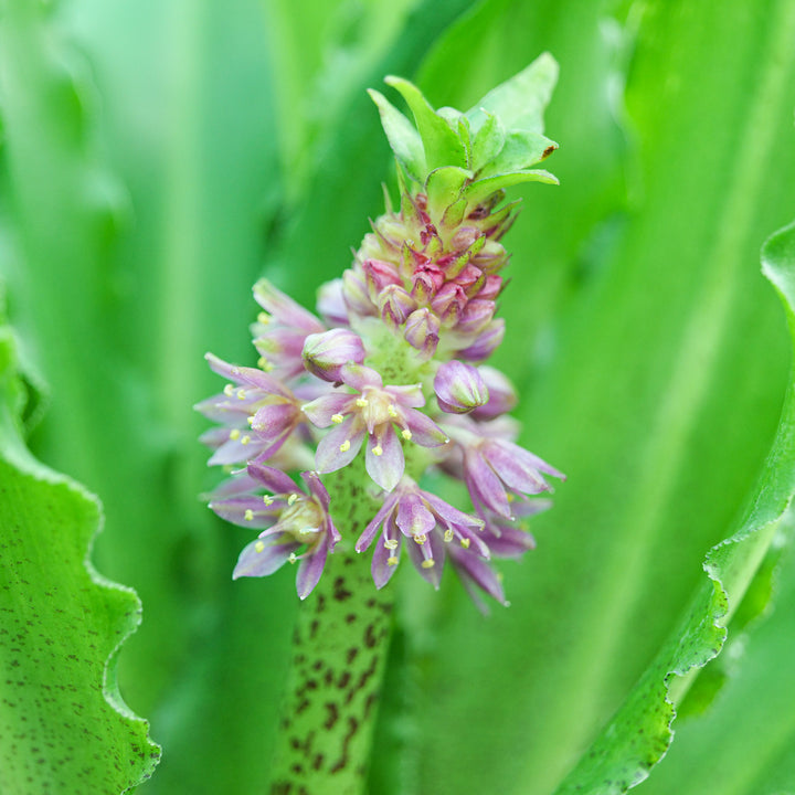 Eucomis comosa | Pineapple Lily Plants - Outdoor GROW TROPICALS