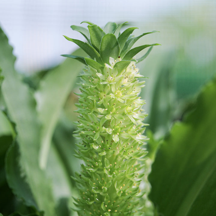 Eucomis autumnalis | Pineapple Lily Plants - Outdoor GROW TROPICALS