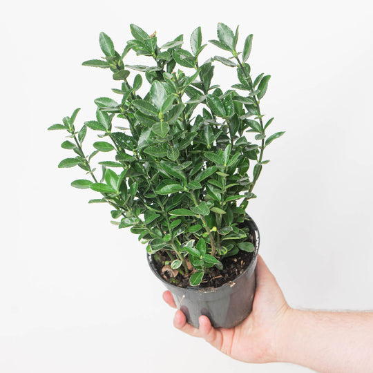 Euonymus japonicus 'Annie's Spring' potted plant