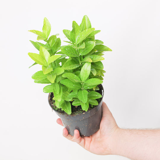 Euonymus japonicus El Dorado potted plant