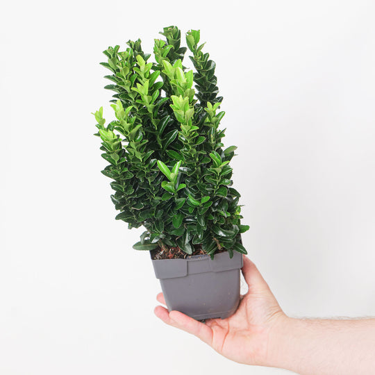 Euonymus japonicus 'Green Spire' potted plant