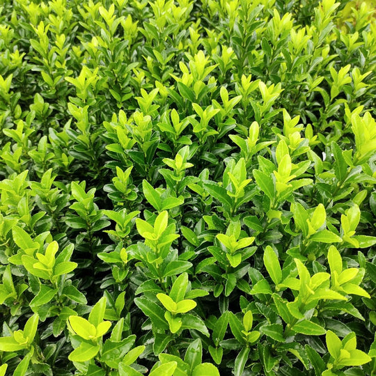 Euonymus japonicus 'Green Spire' Plants - Outdoor GROW TROPICALS