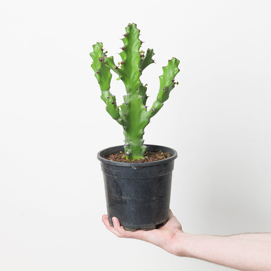 Euphorbia mayurnathanii Plants GrowTropicals
