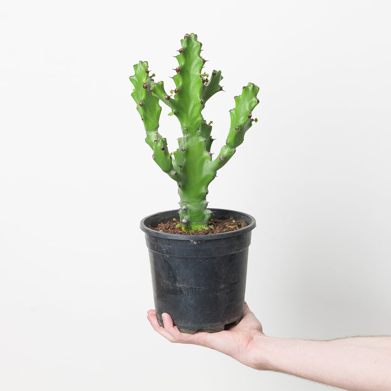 Euphorbia mayurnathanii Plants GrowTropicals